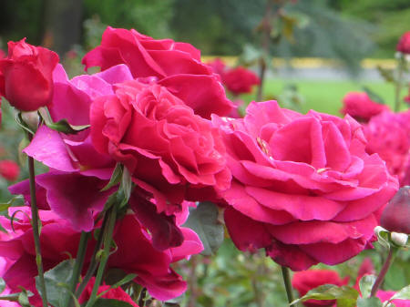 Rose Garden in Washington Park, Portland Oregon